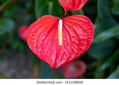 Spathiphyllum Mauna Loa Peace Lily