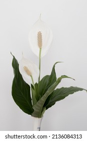 Spathiphyllum On The Wooden Desk