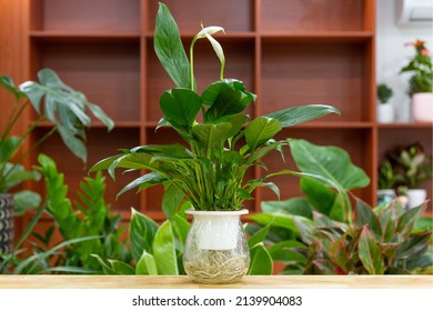 Spathiphyllum (Peace Lily) Aquatic Plants. Houseplant Care Concept. Decoration On The Desk.
Indoor Plant.