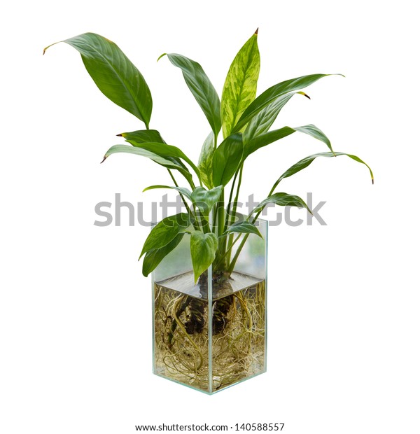 Spathiphyllum Peace Lily Glass Vase Stock Photo Edit Now 140588557