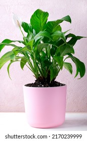 Spathiphyllum Or Peace Lily Houseplant With A White Flower In A Pink Pot On The Desk