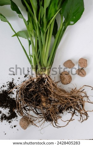 Spathiphyllum or Peace Lily roots bound. Dirt. Expanded clay. House plant transplantation. Propagation, dividing perennials.