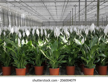 Spathiphyllum Wallisii In Greenhouse