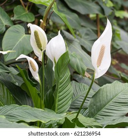 Spathiphyllum Wallisii, Known As Spath Or Peace Lilies.