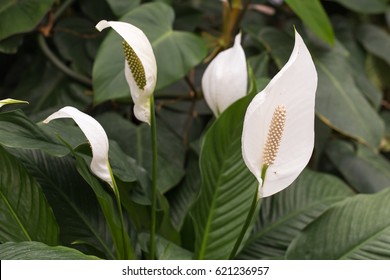 Spathiphyllum Wallisii, Known As Spath Or Peace Lilies.