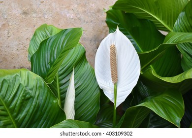 Spathiphyllum Wallisii Or Peace Lily