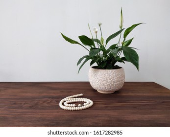 Spathiphyllum White Texture Ceramic Flowerpot Pearl Necklace White Wall Background Wooden Desk