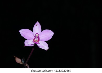 Spathoglottis, commonly known as purple orchids  or 苞舌兰属 (bao she lan shu  is a genus of about fifty species of orchids in the family Orchidaceae. 