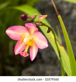 Spathoglottis Jane Goodall