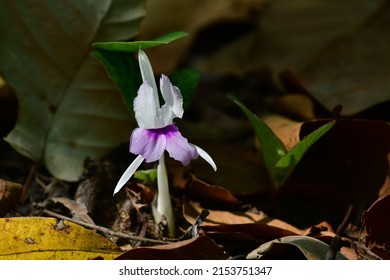 Spathoglottis plicata, commonly known as the Philippine ground orchid,[2] or large purple orchid[3] is an evergreen, terrestrial plant with crowded pseudobulbs, three or four large,flowers in Thailand - Shutterstock ID 2153751347