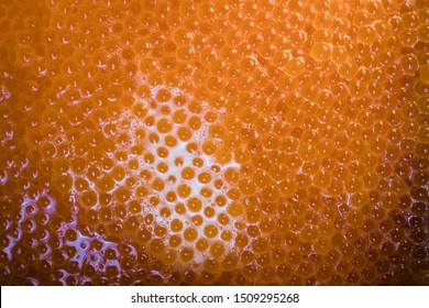 Spawn of Trout: eggs with sperm (milt) to fertilize and hatch them to stock fish in the wild looking like caviar. fertilized clutch of trout eggs. Concept: Fertility, insemination, reproduction
