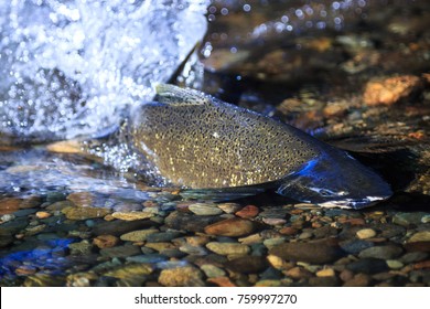 Spawning Chinook Salmon