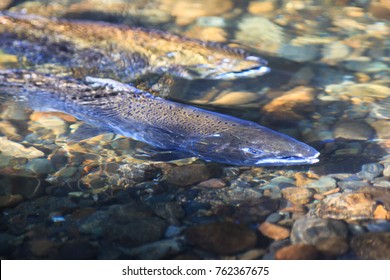 Spawning Chinook Salmon In Issaquah Creek