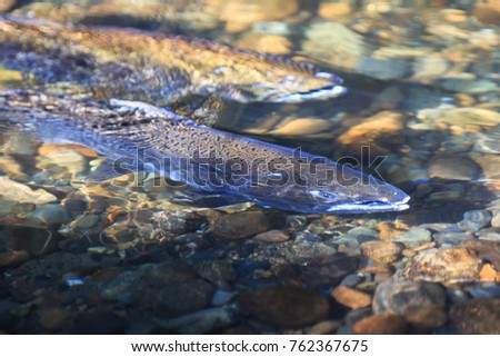 Spawning Chinook Salmon In Issaquah Creek