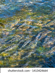 Spawning Chinook Salmon In Low Water Levels, Ketchikan Creek, Alaska, USA.