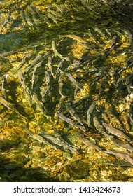 Spawning Chinook Salmon In Low Water Levels, Ketchikan Creek, Alaska, USA.