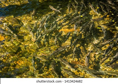 Spawning Chinook Salmon In Low Water Levels, Ketchikan Creek, Alaska, USA.