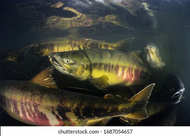 Spawning chum salmon fish every automn - Shutterstock ID 1687054657