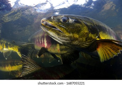 Spawning Chum Salmon Fishes In River