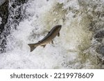 Spawning Coho salmon swimming upstream on the Nehalem River in the Tillamook State Forest, Oregon, USA