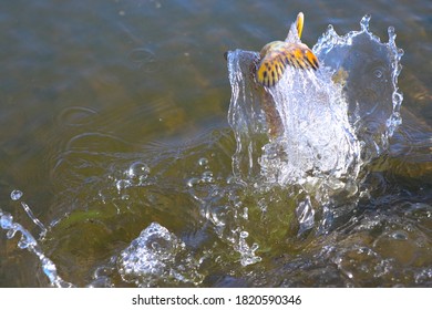 A Spawning Northern Pike At First Ice Off In Central North Dakota.