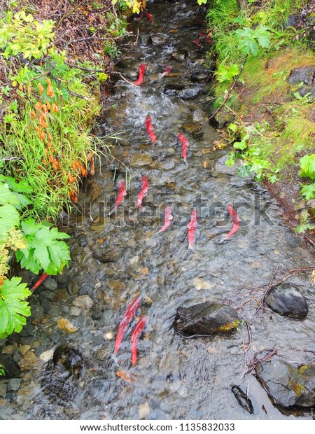 spawning  sockeye salmon\
swimming upstream during the salmon run \
in a creek near seward,\
alaska