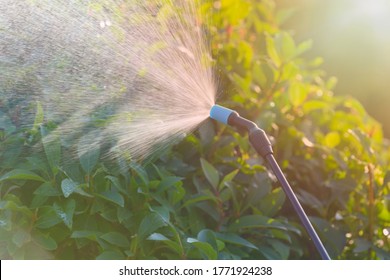 Spaying Flowers In The Garden With Water Or Plant Protection Products Such As Pesticides Against Diseases And Pests