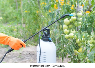 Spaying Vegetables With Water Or Plant Protection Products Such As Pesticides Against Diseases And Pests