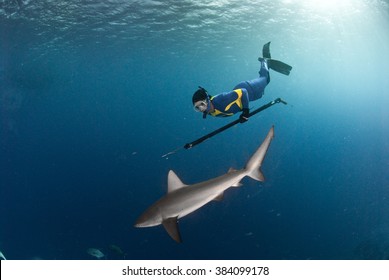 A Spear Fisher Free Diving With A Friendly Galapagos Shark