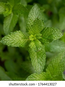 Spear Mint Leaves From Above