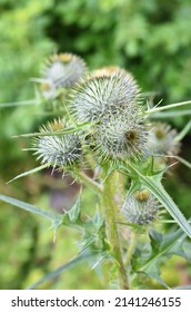 Spear Thistle Circium Vulgare Thorny Flower Buds 