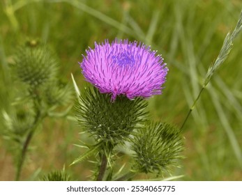 Spear thistle (Cirsium vulgare) blooms in the grassland of Yosemite as an introduced plant in California, USA. - Powered by Shutterstock