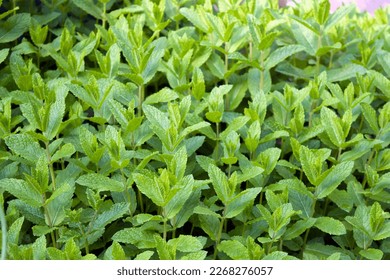 Spearmint,  garden mint, common mint. Spearmint green bush in the sun. Mint is an aromatic plant native to temperate regions, used as a flavoring in food, herbal tea, aromatic oil, scent.