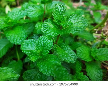 Spearmint, Garden Mint Plant Leaves 