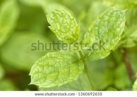 Spearmint leaf closeup