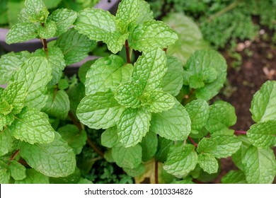 Spearmint Leaf And Spearmint Tree