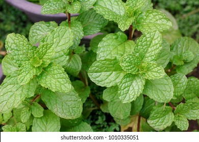 Spearmint Leaf And Spearmint Tree