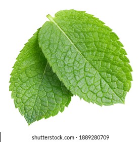 Spearmint or mint leaves on white background. Mint clipping path. Mint macro studio photo - Shutterstock ID 1889280709