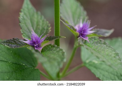 Spearmint Plant - Mentha Spicata - Herbs