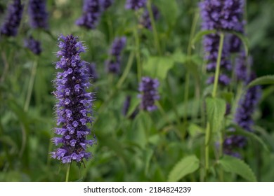 Spearmint Plant - Mentha Spicata - Herbs