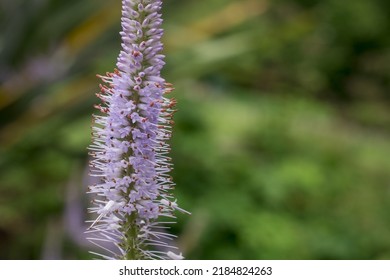 Spearmint Plant - Mentha Spicata - Herbs