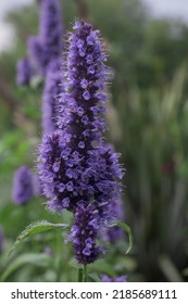 Spearmint Plant - Mentha Spicata - Herbs