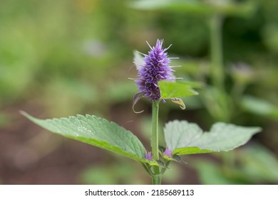 Spearmint Plant - Mentha Spicata - Herbs