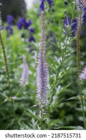 Spearmint Plant - Mentha Spicata - Herbs