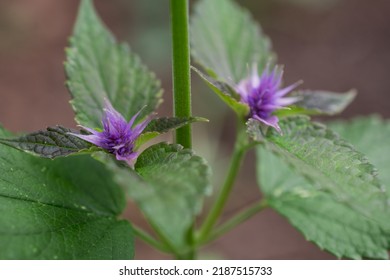 Spearmint Plant - Mentha Spicata - Herbs