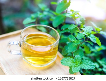 Spearmint Tea, Peppermint Hot Tea On Wooden Tray In The Garden With Peppermint Plants As The Background Surrounding The Wooden Tray, Aromatic Herbal Plant Tea For Healthy Life And Morning Refreshment