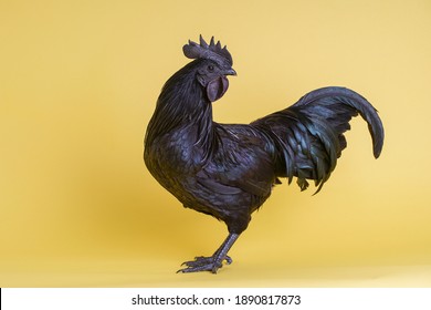 A special all-black hen species from Indonesia - Ayam Cemani. The whole rooster is black, with feathers, skin, ribs, flesh, bones. Yellow background.
