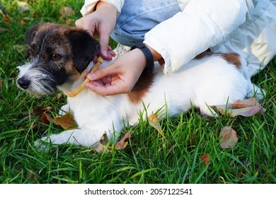 Special Collar To Protect Dogs From Ticks. Outside. Autumn Spring Period Mite.