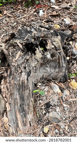 A special dry tree int the forest 