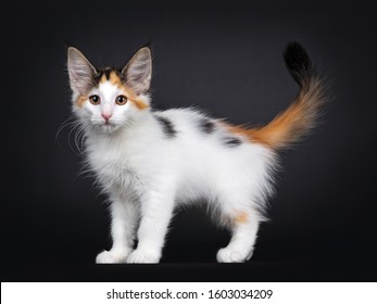 Special Marked Black Tortie Harlekin Tabby Nowegian Forestcat Kitten With Dalmation Spots, Standing Side Ways. Tail Fierce Up In Air. Looking Towards Camera. Isolated On Black Background.